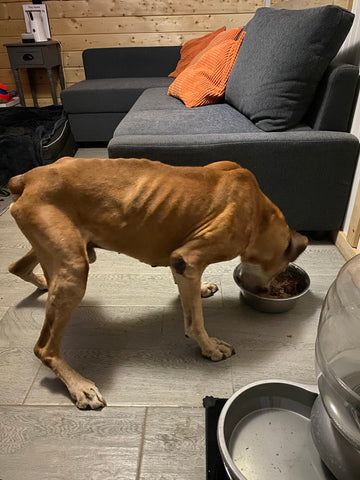 A senior dog named Buck finding comfort and support with CBD during his final days