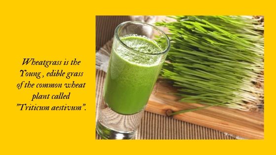 what is wheatgrass 