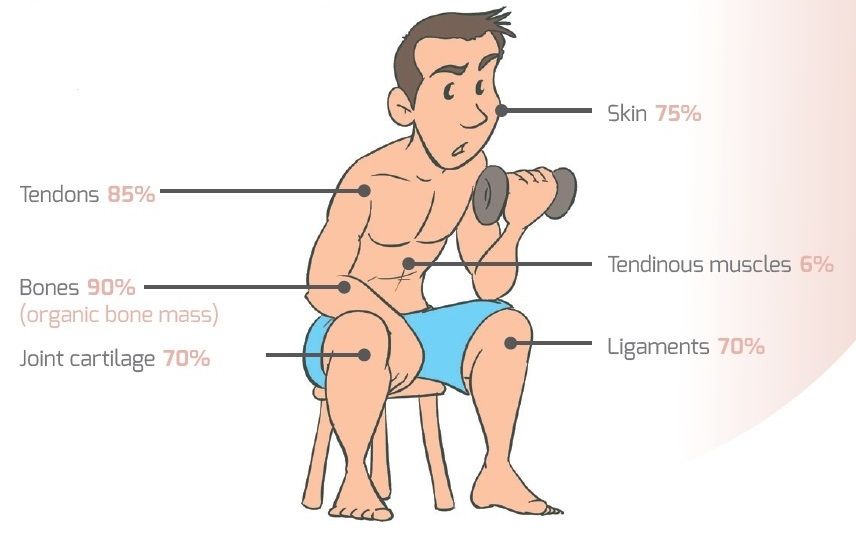 role of collagen in the body 