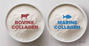 bovine vs fish collagen 