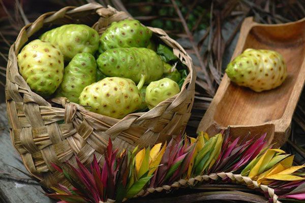 noni juice benefits 