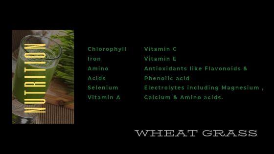 wheatgrass nutrition