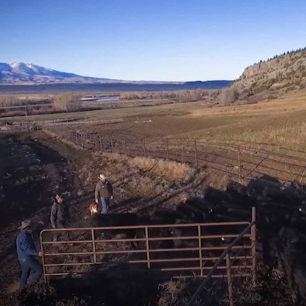 Felton Angus Ranch in Springdale, Montana