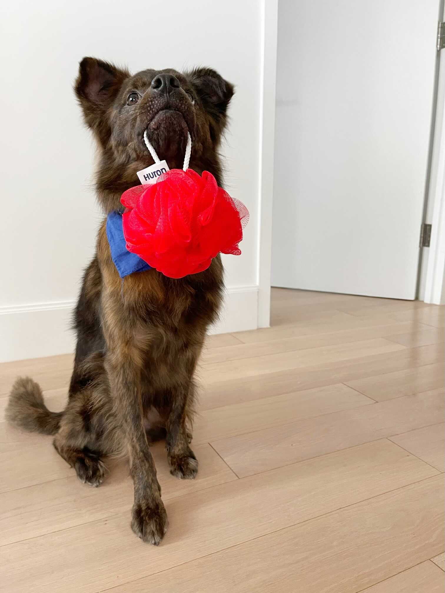 Wilee holding a red shower loofah in his mouth.