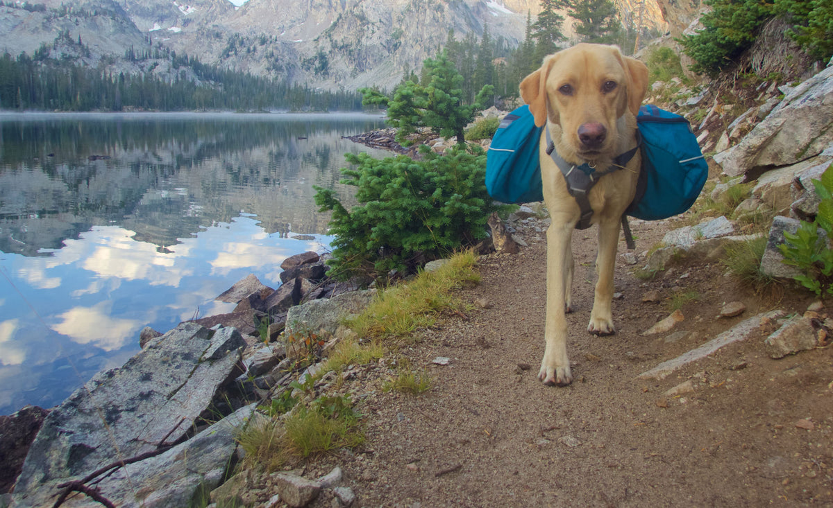 Most & Least Dog-Friendly National Parks | McGovern & Co.