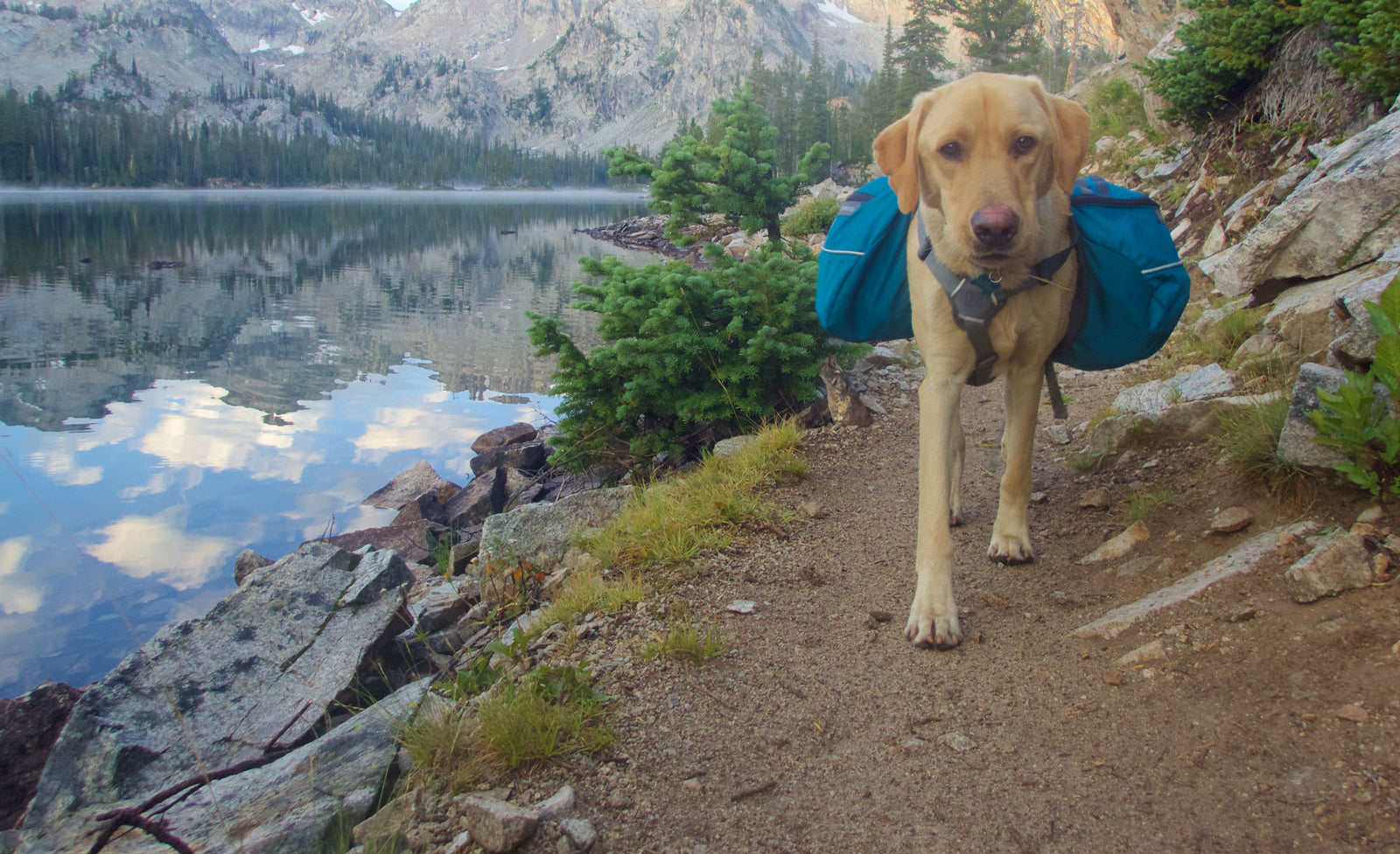 how much water should i bring my dog hiking