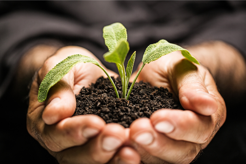 man's hands holding soild and seedling