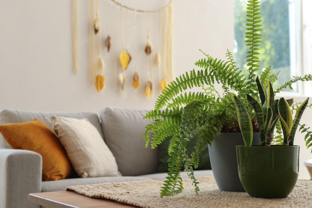 Couch with plants on table