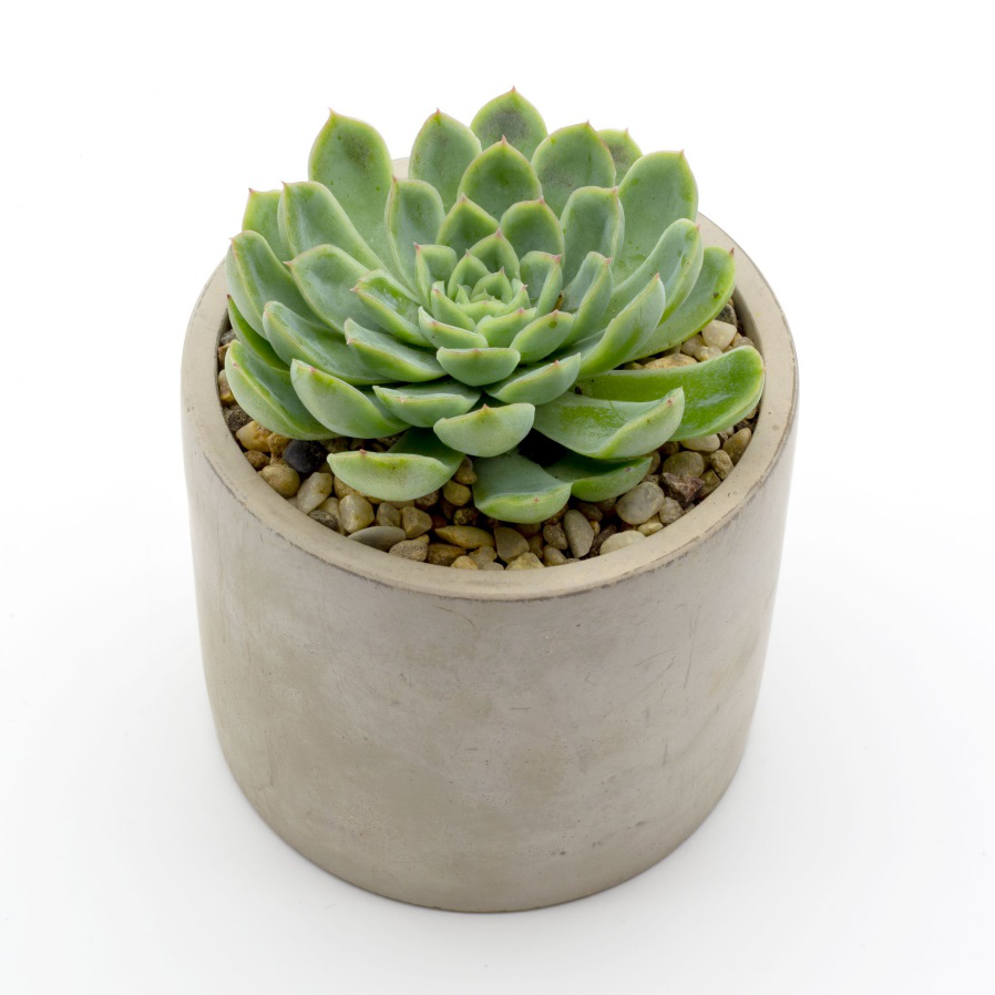 Unknown health benefits of having Succulents in the home and office – Happy  Little Succulents