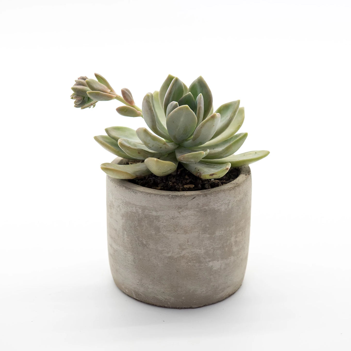 Succulent Plant Gifts Sydney Happy Little Succulents