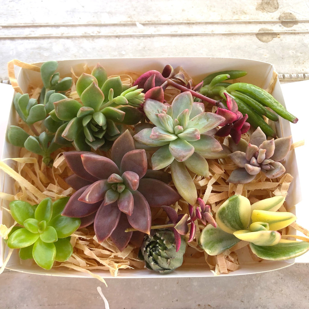 Succulent Gift Box Sydney Happy Little Succulents