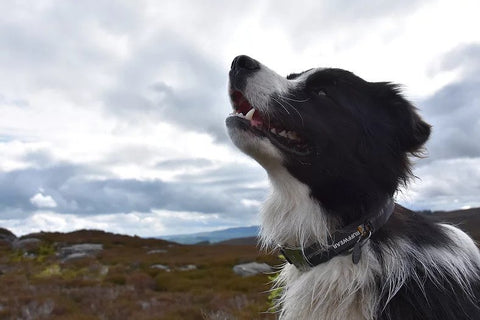 ruffwear top rope collar