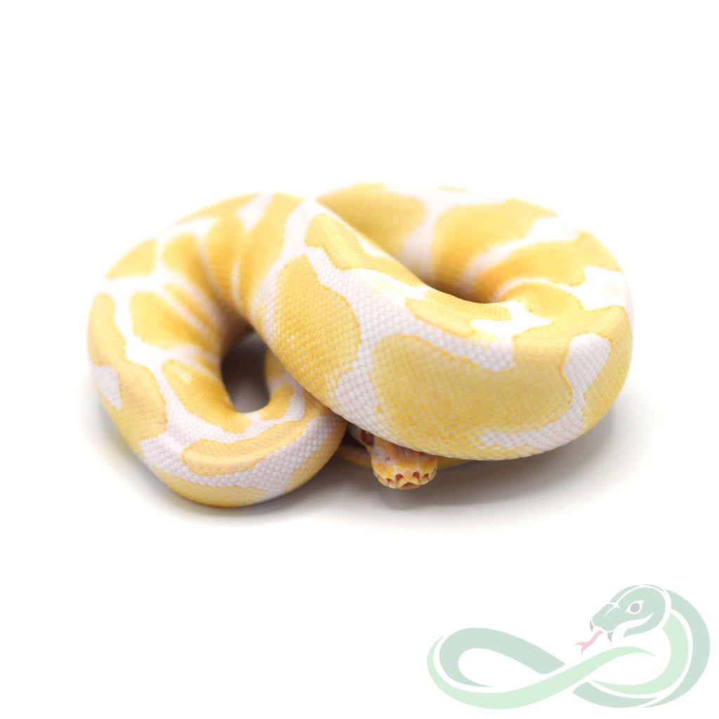 Albino Het Pied (Male #1) – Snakes 'N' Stuff