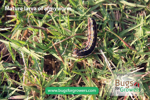 Fall armyworm – Bugs for Growers