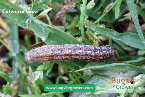 Cutworms- The black cutworm, Agrotis ipsilon – Bugs for Growers