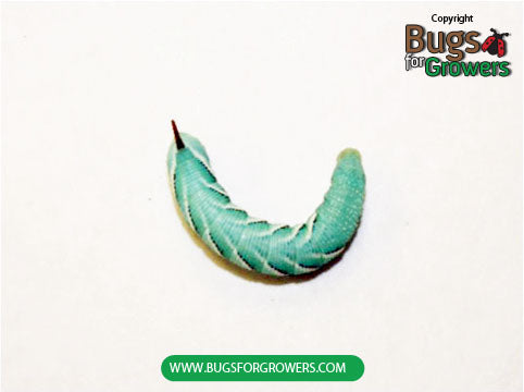 Tobacco hornworm – Bugs for Growers
