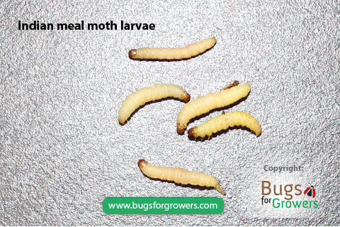 Indianmeal moth – Bugs for Growers