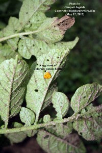 "The egg mass of Colorado potato beetle is yellow in color"