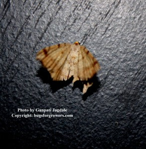 "Armyworm moth"