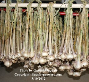 "Method of curing of garlic"