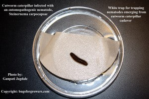 "Entomopathogenic nematode Steinernema carpocapsae infected cutworm cadaver"