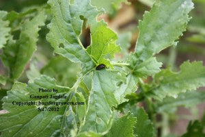 "Flea beetles are pests of radish"