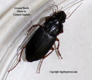 "Ground beetles are predators of insect pests"