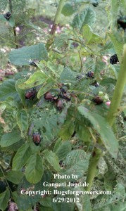 "The Japanese beetles"