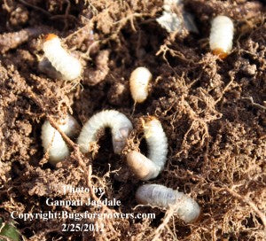 "The Japanese beetle larvae or grub"