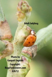 Ladybugs are predators of aphids