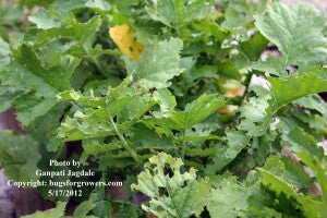 "Radish leaves damaged by flea beetles"