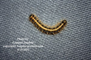 "Tent worm caterpillar"