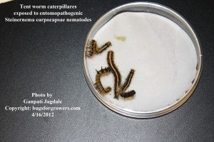 "Entomopathogenic nematode infected Tent worms"