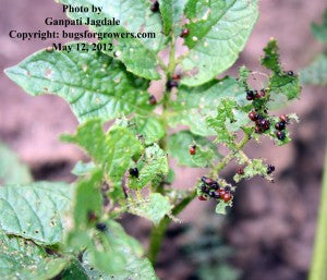 "The severe damage to potato leaves by Colorado potato beetle grubs"