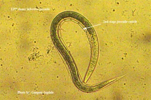 "The dauer juvenile of entomopathogenic nematodes"