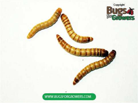 download giant mealworms