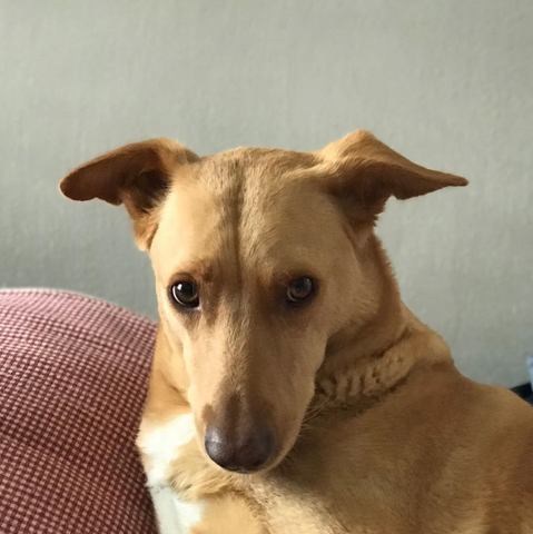 Portrait of tan dog sitting on couch.