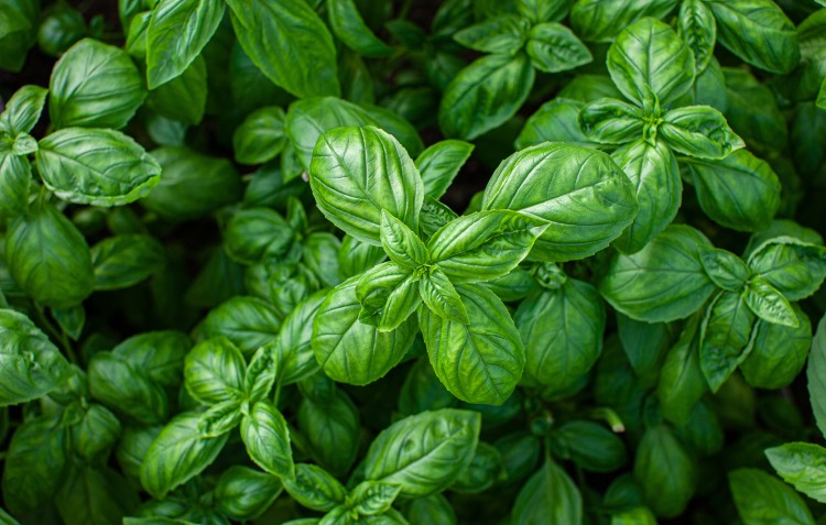 basil