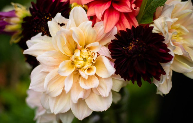 dahlias