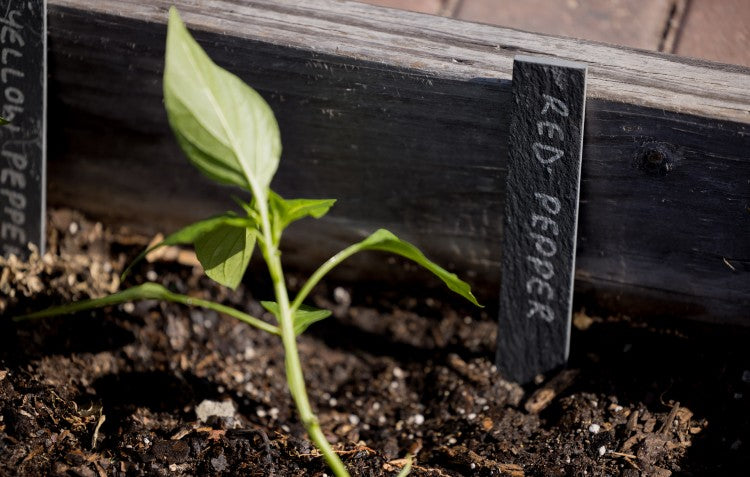 slate plant labels in garden bed