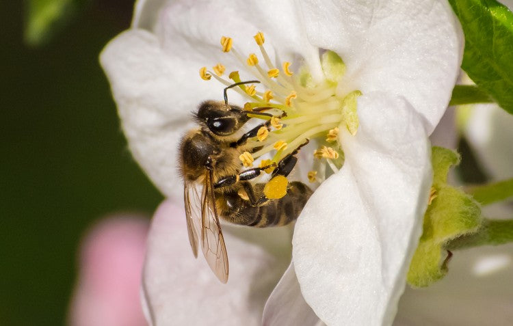 bee-extracting-pollen