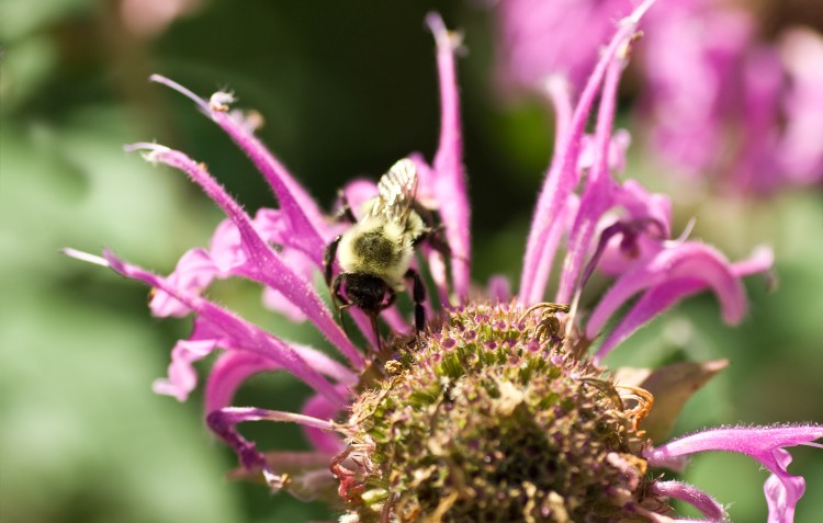 bee-polinating-monarda-plant