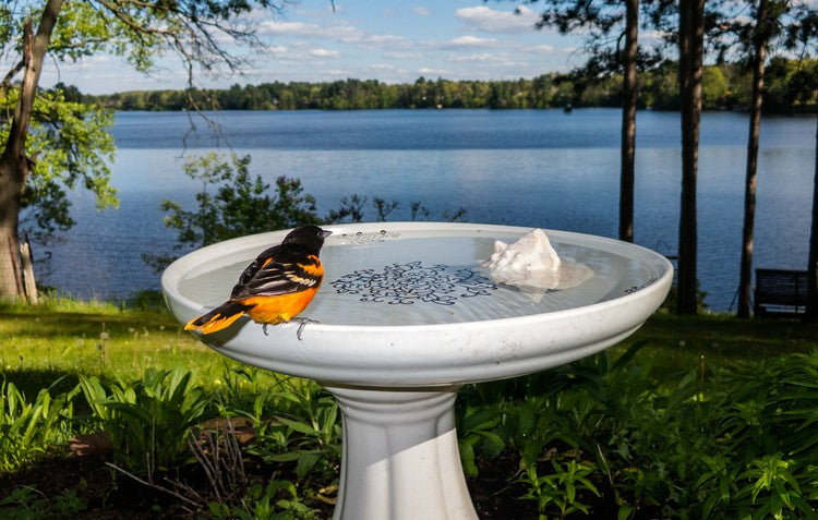 Bird bath with view