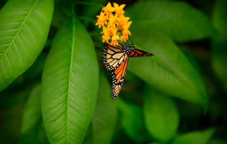 butterfly-on-flower