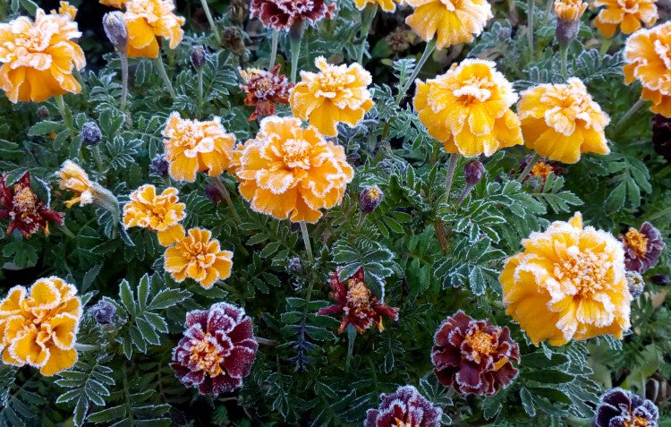 carnation-flowers