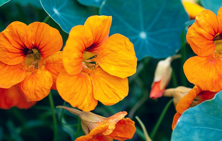 Common Nasturtium