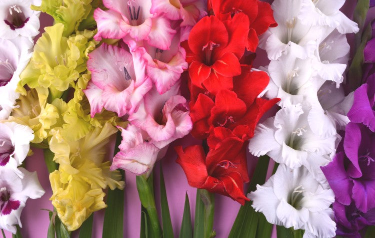 gladiolus-flowers