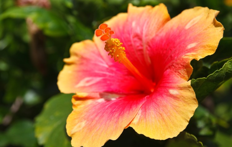 hibiscus-in-garden