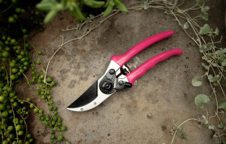 pink-secateurs-sitting-on-the-ground-with-greenery-surrounding