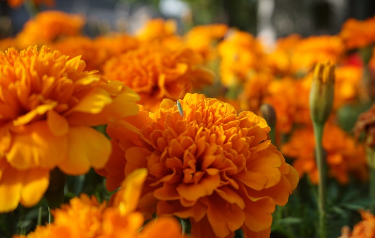 marigold-flower-in-garden